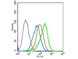 Occludin Rabbit anti-Human, Polyclonal, Bioss 100 μL; Unconjugated:Antibodies,
