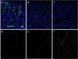 Occludin Rabbit anti-Human, Polyclonal, Bioss 100 μL; Unconjugated:Antibodies,