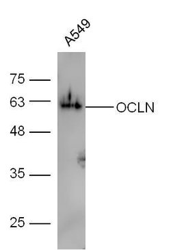 Occludin Rabbit anti-Human, Polyclonal, Bioss 100 μL; Unconjugated:Antibodies,