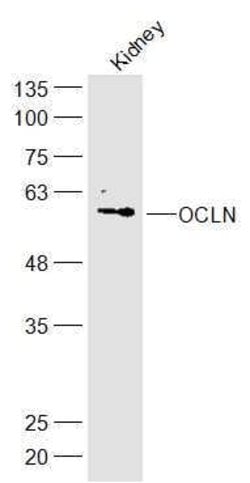 Occludin Rabbit anti-Human, Polyclonal, Bioss 100 μL; Unconjugated:Antibodies,