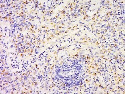 FAM3D Rabbit anti-Human, Polyclonal, Bioss 100 &mu;L; Unconjugated:Antibodies,