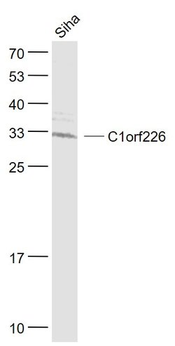 C1orf226 Rabbit anti-Human, Polyclonal, Bioss 100 &mu;L; Unconjugated:Antibodies,