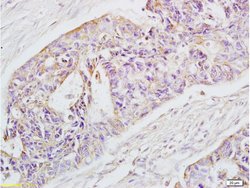 EpCAM/CD326 Rabbit anti-Human, Polyclonal, Bioss 100 &mu;L; Unconjugated:Antibodies,