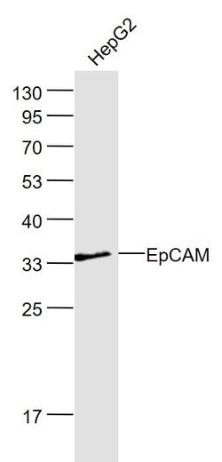 EpCAM/CD326 Rabbit anti-Human, Polyclonal, Bioss 100 &mu;L; Unconjugated:Antibodies,