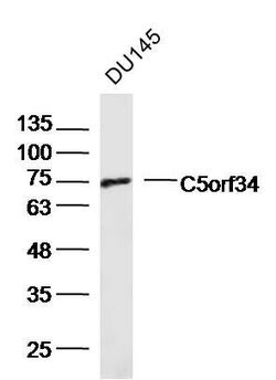 C5orf34 Rabbit anti-Human, Polyclonal, Bioss 100 &mu;L; Unconjugated:Antibodies,