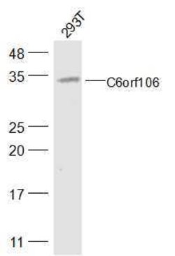 C6orf106 Rabbit anti-Human, Polyclonal, Bioss 100 &mu;L; Unconjugated:Antibodies,