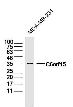 C6orf15 Rabbit anti-Human, Polyclonal, Bioss 100 &mu;L; Unconjugated:Antibodies,