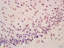 ATF4/CREB-2 Rabbit anti-Human, Polyclonal, Bioss 100 &mu;L; Unconjugated:Antibodies,