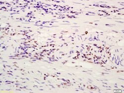 ATF4/CREB-2 Rabbit anti-Human, Polyclonal, Bioss 100 &mu;L; Unconjugated:Antibodies,