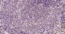 ATF4/CREB-2 Rabbit anti-Human, Polyclonal, Bioss 100 &mu;L; Unconjugated:Antibodies,