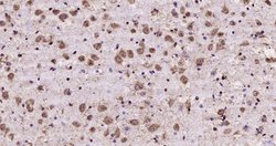 ATF4/CREB-2 Rabbit anti-Human, Polyclonal, Bioss 100 &mu;L; Unconjugated:Antibodies,