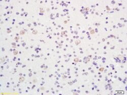 Phospho-LKB1 (Thr363) Rabbit anti-Human, Polyclonal, Bioss 100 &mu;L; Unconjugated:Antibodies,