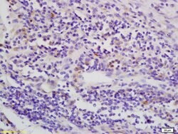 Phospho-LKB1 (Thr363) Rabbit anti-Human, Polyclonal, Bioss 100 &mu;L; Unconjugated:Antibodies,