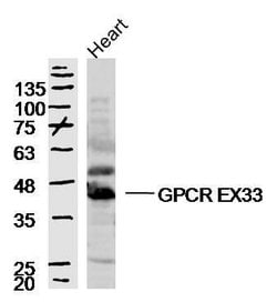 GPCR EX33 Rabbit anti-Human, Polyclonal, Bioss 100 &mu;L; Unconjugated:Antibodies,