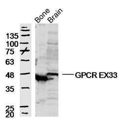 GPCR EX33 Rabbit anti-Human, Polyclonal, Bioss 100 &mu;L; Unconjugated:Antibodies,