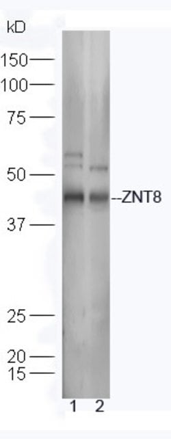 ZNT8 Rabbit anti-Human, Polyclonal, Bioss 100 &mu;L; Unconjugated:Antibodies,