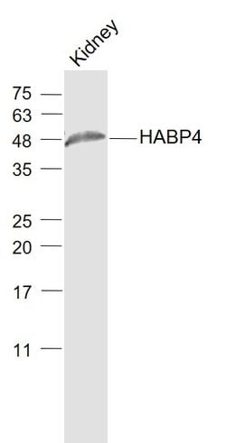 HABP4 Rabbit anti-Human, Polyclonal, Bioss 100 &mu;L; Unconjugated:Antibodies,
