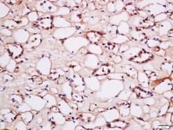 HCP1 Rabbit anti-Human, Polyclonal, Bioss 100 &mu;L; Unconjugated:Antibodies,
