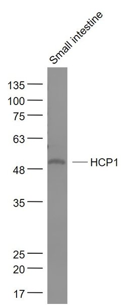 HCP1 Rabbit anti-Human, Polyclonal, Bioss 100 &mu;L; Unconjugated:Antibodies,
