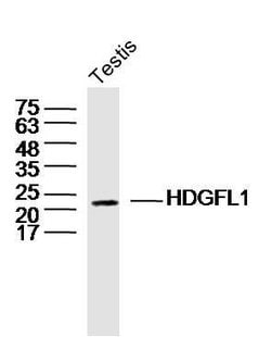 HDGFL1 Rabbit anti-Human, Polyclonal, Bioss 100 &mu;L; Unconjugated:Antibodies,