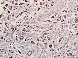 Ubiquitin Rabbit anti-Human, Polyclonal, Bioss 100 &mu;L; Unconjugated:Antibodies,