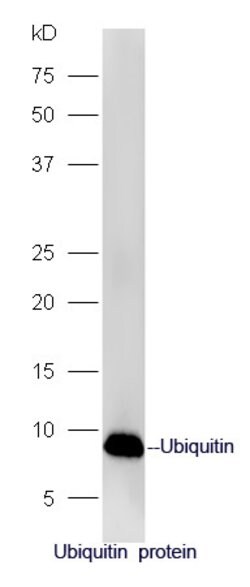Ubiquitin Rabbit anti-Human, Polyclonal, Bioss 100 &mu;L; Unconjugated:Antibodies,