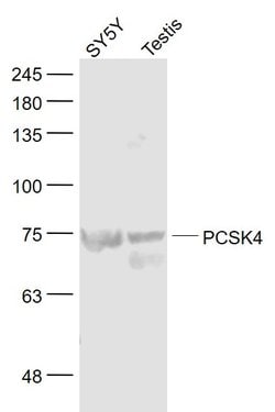 PCSK4 Rabbit anti-Human, Polyclonal, Bioss 100 &mu;L; Unconjugated:Antibodies,