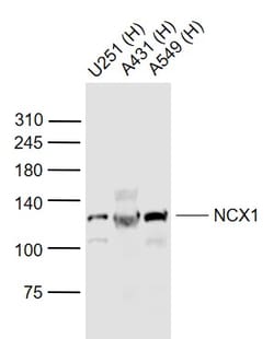 NCX1/SLC8A1 Polyclonal Antibody, Bioss 100 &mu;L; Unconjugated:Antibodies,