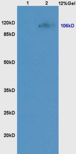 NCX1/SLC8A1 Polyclonal Antibody, Bioss 100 &mu;L; Unconjugated:Antibodies,