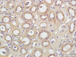 Aquaporin 5 Rabbit anti-Human, Polyclonal, Bioss 100 &mu;L; Unconjugated:Antibodies,
