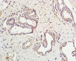 Aquaporin 5 Rabbit anti-Human, Polyclonal, Bioss 100 &mu;L; Unconjugated:Antibodies,