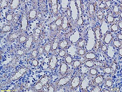 Aquaporin 5 Rabbit anti-Human, Polyclonal, Bioss 100 &mu;L; Unconjugated:Antibodies,