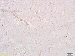 GLP-1R Rabbit anti-Human, Polyclonal, Bioss 100 &mu;L; Unconjugated:Antibodies,