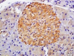 GLP-1R Rabbit anti-Human, Polyclonal, Bioss 100 &mu;L; Unconjugated:Antibodies,