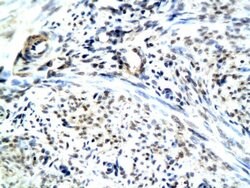 RAMP1 Rabbit anti-Human, Polyclonal, Bioss 100 &mu;L; Unconjugated:Antibodies,