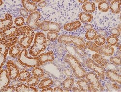 RAMP1 Rabbit anti-Human, Polyclonal, Bioss 100 &mu;L; Unconjugated:Antibodies,