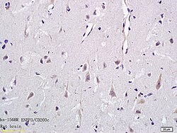ENPP3/CD203c Rabbit anti-Human, Polyclonal, Bioss 100 &mu;L; Unconjugated:Antibodies,