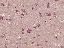 IFNA8 Rabbit anti-Human, Polyclonal, Bioss 100 &mu;L; Unconjugated:Antibodies,