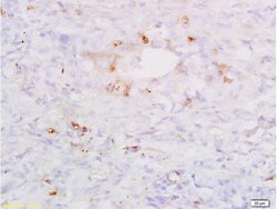 SP-D/PSPD Rabbit anti-Human, Polyclonal, Bioss 100 &mu;L; Unconjugated:Antibodies,