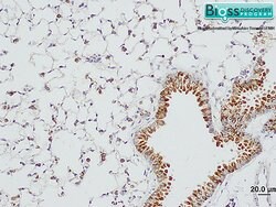 SP-D/PSPD Rabbit anti-Human, Polyclonal, Bioss 100 &mu;L; Unconjugated:Antibodies,