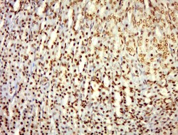 Phospho-alpha Adducin (Ser436) Rabbit anti-Human, Polyclonal, Bioss 100