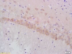 Gamma-Adaptin Rabbit anti-Human, Polyclonal, Bioss 100 &mu;L; Unconjugated:Antibodies,