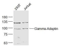 Gamma-Adaptin Rabbit anti-Human, Polyclonal, Bioss 100 &mu;L; Unconjugated:Antibodies,