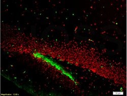 FOX3/NeuN Rabbit anti-Human, Polyclonal, Bioss 100 &mu;L; Unconjugated:Antibodies,