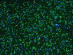 FOX3/NeuN Rabbit anti-Human, Polyclonal, Bioss 100 &mu;L; Unconjugated:Antibodies,