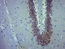 FOX3/NeuN Rabbit anti-Human, Polyclonal, Bioss 100 &mu;L; Unconjugated:Antibodies,
