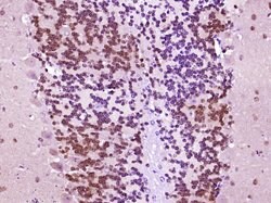 FOX3/NeuN Rabbit anti-Human, Polyclonal, Bioss 100 &mu;L; Unconjugated:Antibodies,