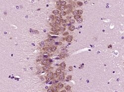 FOX3/NeuN Rabbit anti-Human, Polyclonal, Bioss 100 &mu;L; Unconjugated:Antibodies,