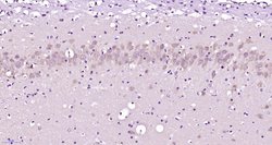 FOX3/NeuN Rabbit anti-Human, Polyclonal, Bioss 100 &mu;L; Unconjugated:Antibodies,