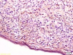 Cathepsin D/CTSD Rabbit anti-Human, Polyclonal, Bioss 100 &mu;L; Unconjugated:Antibodies,